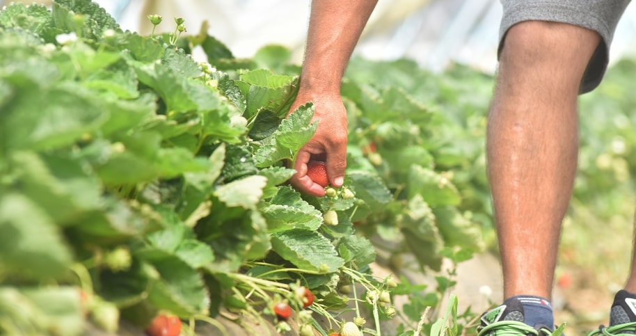 Cueillette des fraises