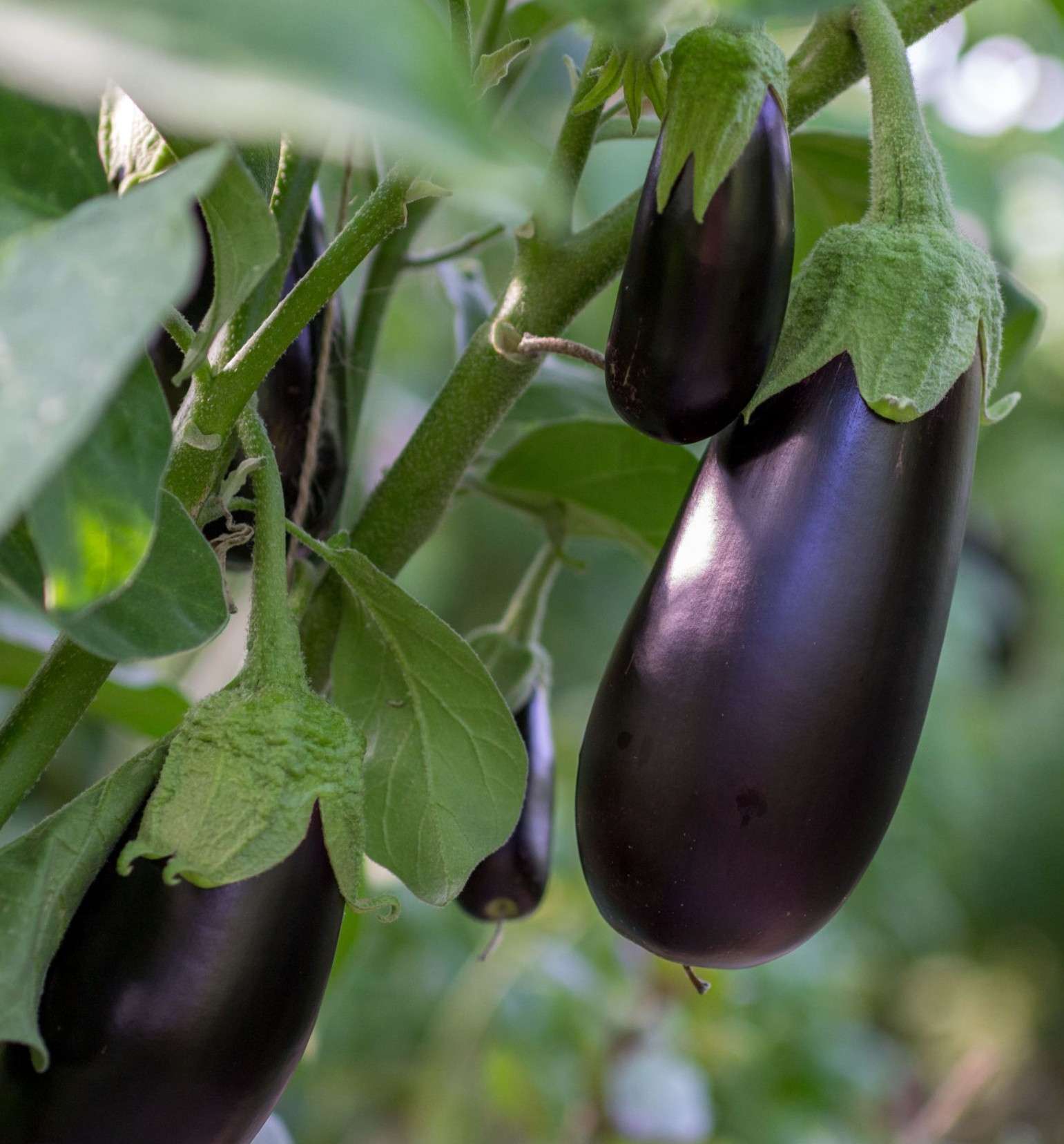 aubergines