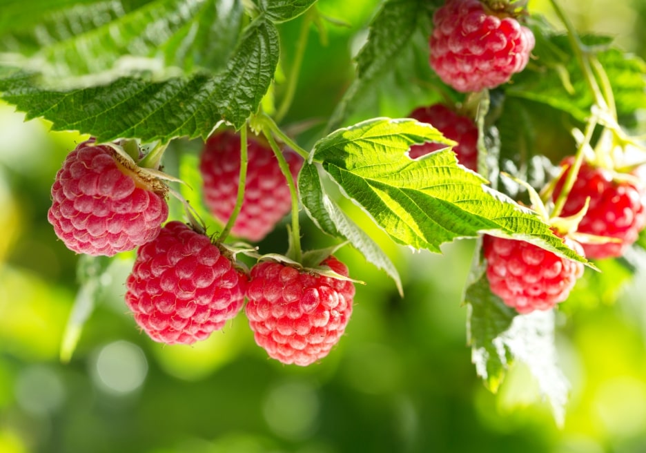 Framboises