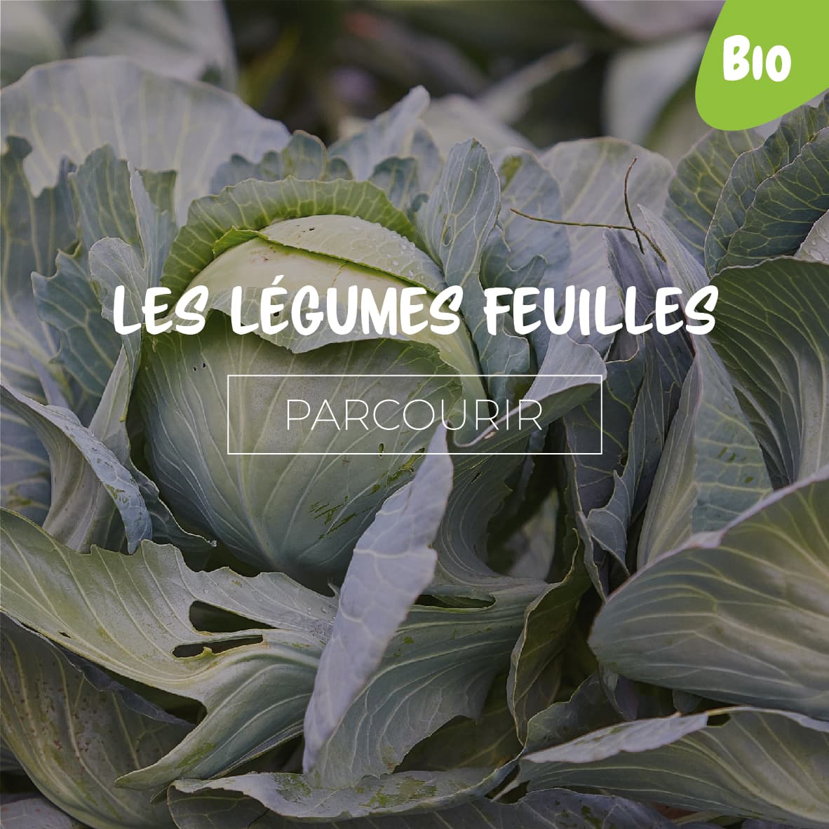 Les Légumes Feuilles